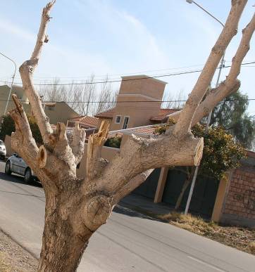 Poda: ya labraron 17% más de multas que en todo 2009 Poda: ya labraron 17% más de multas que en todo 2009