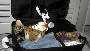 Tigre goleó a Quilmes Tigre goleó a Quilmes