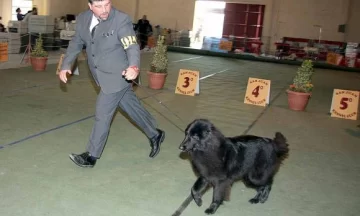 Perros top model Perros top model