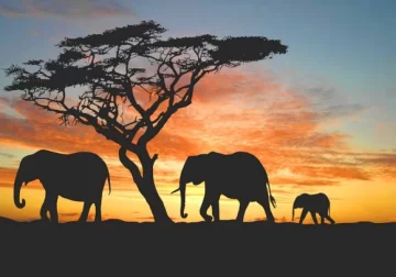 Las hormigas que protegen a los árboles de los elefantes Las hormigas que protegen a los árboles de los elefantes