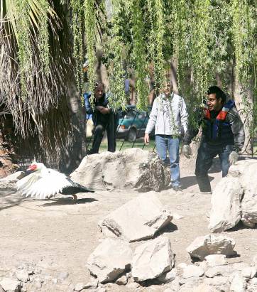 Lago del Parque: un operativo para sacar animales y limpiarlo Lago del Parque: un operativo para sacar animales y limpiarlo
