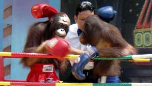 Orangutanes boxeadores Orangutanes boxeadores