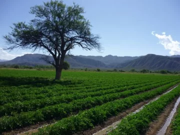¿Cómo aprovechar mejor el riego cuando hay escasez de agua? ¿Cómo aprovechar mejor el riego cuando hay escasez de agua?
