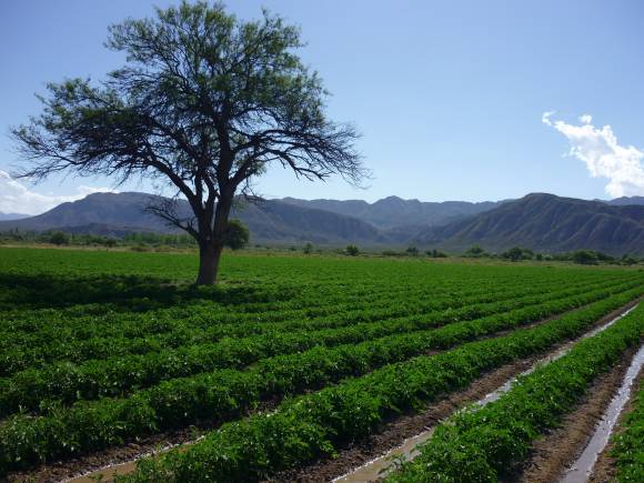 ¿Cómo aprovechar mejor el riego cuando hay escasez de agua? ¿Cómo aprovechar mejor el riego cuando hay escasez de agua?