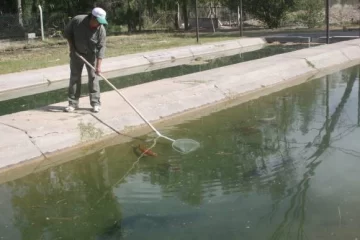 El traslado está matando a los peces del Parque El traslado está matando a los peces del Parque