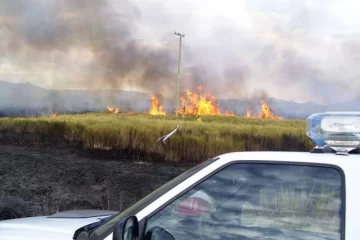 Un incendio de campo devoró 40 hectáreas Un incendio de campo devoró 40 hectáreas