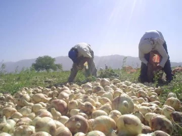 Ajos prometedores y cebollas con muy bajos precios actuales Ajos prometedores y cebollas con muy bajos precios actuales
