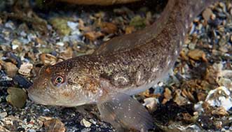 Raro pez que amamanta Raro pez que amamanta