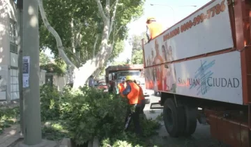 Tránsito complicado porque empezaron a cortar hojas y ramas Tránsito complicado porque empezaron a cortar hojas y ramas