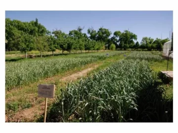 Una minera potencia en Calingasta la producción de vinos y agricultura Una minera potencia en Calingasta la producción de vinos y agricultura
