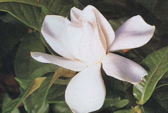 Perfumes inolvidables Perfumes inolvidables