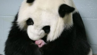 Panda modelo 2010 Panda modelo 2010