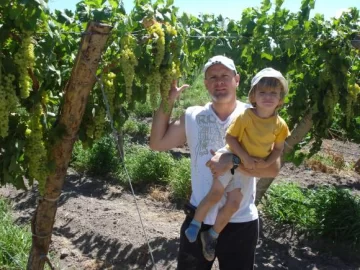 Flame, Fiesta, Aconcagua y Patricia, uvas para pasas y mosto Flame, Fiesta, Aconcagua y Patricia, uvas para pasas y mosto