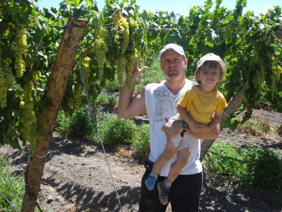 Flame, Fiesta, Aconcagua y Patricia, uvas para pasas y mosto Flame, Fiesta, Aconcagua y Patricia, uvas para pasas y mosto