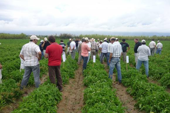 El riego por goteo y las variedades son la tendencia El riego por goteo y las variedades son la tendencia