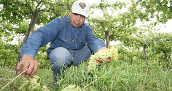 Chacras y vides, blanco del granizo en 3 departamentos Chacras y vides, blanco del granizo en 3 departamentos