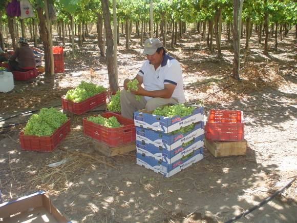 El clima frenó envíos de uva de mesa local El clima frenó envíos de uva de mesa local