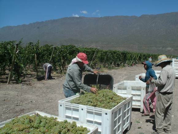 Comenzó en San Juan la cosecha de Sauvignon, Pinot y Viognier Comenzó en San Juan la cosecha de Sauvignon, Pinot y Viognier