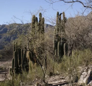 La fiesta que se creó para proteger a los cardones La fiesta que se creó para proteger a los cardones