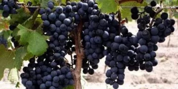 Disputa por el color de tintos Disputa por el color de tintos