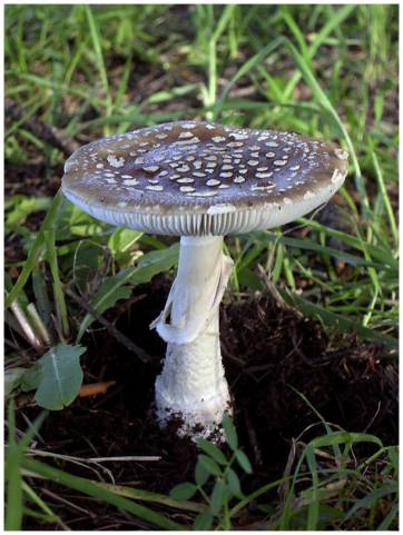 Plantas tóxicas Plantas tóxicas