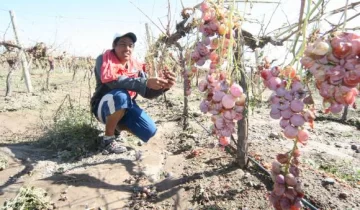 Asistirán a obreros rurales afectados por la tormenta Asistirán a obreros rurales afectados por la tormenta