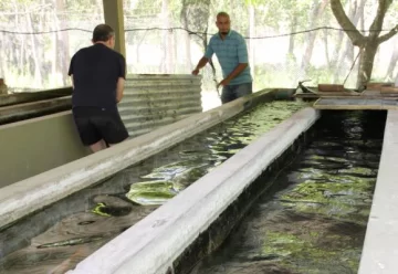 Desde hoy vuelven a sembrar peces en el Parque de Mayo Desde hoy vuelven a sembrar peces en el Parque de Mayo