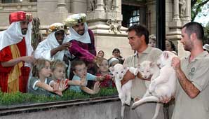 Presentaron a tres leones blancos en el zoo porteño Presentaron a tres leones blancos en el zoo porteño