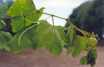 Ya hay 3 pestes en la uva tras las lluvias de enero Ya hay 3 pestes en la uva tras las lluvias de enero