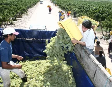 Uvas: Las finas valen; las comunes, con precio bajo Uvas: Las finas valen; las comunes, con precio bajo