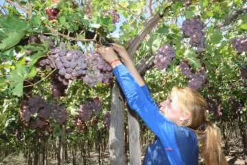 Faltan más cosechadores para las uvas este año Faltan más cosechadores para las uvas este año