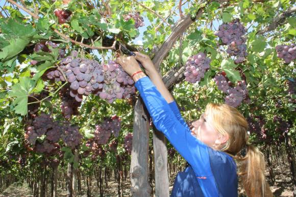 Faltan más cosechadores para las uvas este año Faltan más cosechadores para las uvas este año