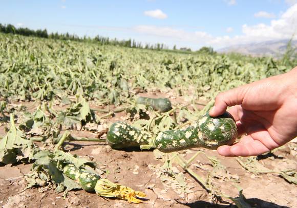 La piedra no da tregua La piedra no da tregua