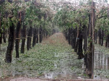 Las granizadas ya dañaron el 3,4% del total de cultivos Las granizadas ya dañaron el 3,4% del total de cultivos