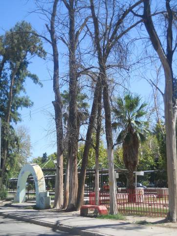 Patrimonio forestal olvidado Patrimonio forestal olvidado