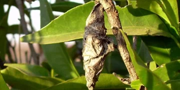 En Jáchal, el bicho canasto contraataca En Jáchal, el bicho canasto contraataca