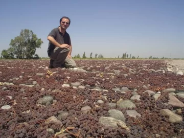 La pasa de uva suma un 30% más de volumen a pesar del mal clima La pasa de uva suma un 30% más de volumen a pesar del mal clima