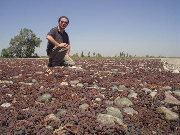 La pasa de uva suma un 30% más de volumen a pesar del mal clima La pasa de uva suma un 30% más de volumen a pesar del mal clima