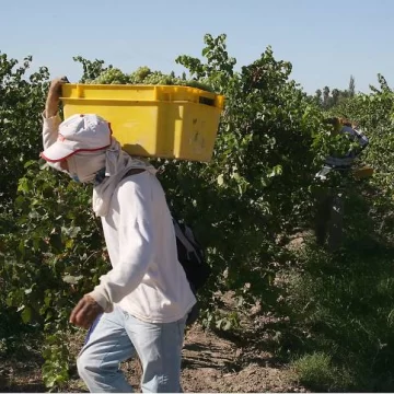 Uva: se atrasa la cosecha Uva: se atrasa la cosecha