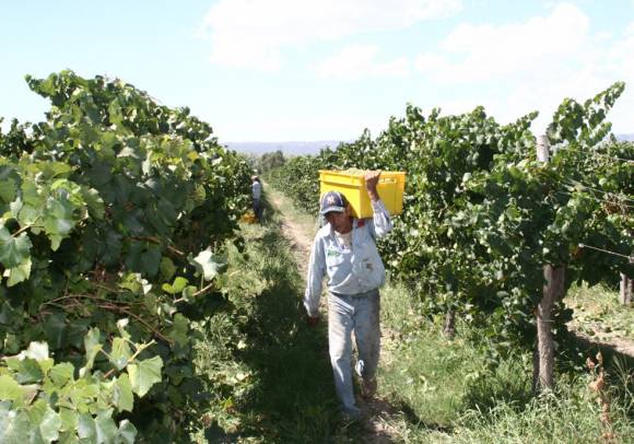 Chacras: Otra vez siembran menos por falta de agua Chacras: Otra vez siembran menos por falta de agua