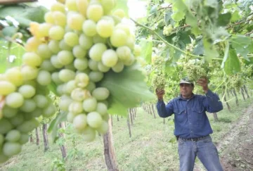 Operativo mosto: El grado, un problema para el precio Operativo mosto: El grado, un problema para el precio