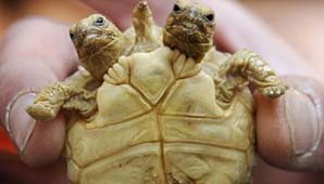 Tortuga con dos cabezas Tortuga con dos cabezas