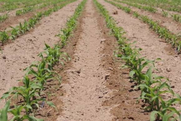 Firmas en investigación aplicada buscan San Juan para ensayos Firmas en investigación aplicada buscan San Juan para ensayos