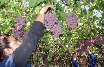 ¿Mejor precio compensa la caída de volúmenes? ¿Mejor precio compensa la caída de volúmenes?