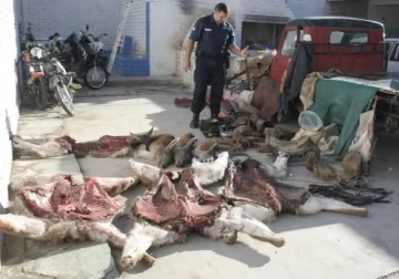 Buscan a cazadores furtivos por una matanza de guanacos Buscan a cazadores furtivos por una matanza de guanacos