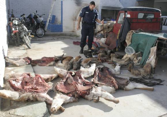 Buscan a cazadores furtivos por una matanza de guanacos Buscan a cazadores furtivos por una matanza de guanacos
