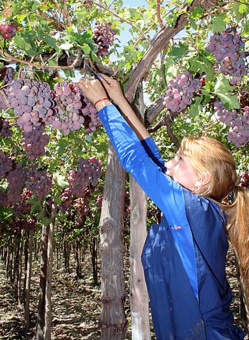 Cosecha lenta, pero buena en cantidad y calidad Cosecha lenta, pero buena en cantidad y calidad