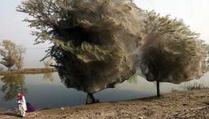 El país de las arañas El país de las arañas