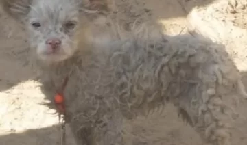 Oveja parió un perro Oveja parió un perro