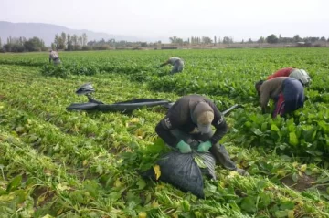 Espinacas, acelgas y brócoli se cosechan actualmente Espinacas, acelgas y brócoli se cosechan actualmente